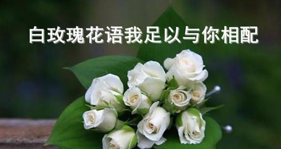 白瑰玫的花语与象征意义（纯洁与无瑕的白瑰玫花）