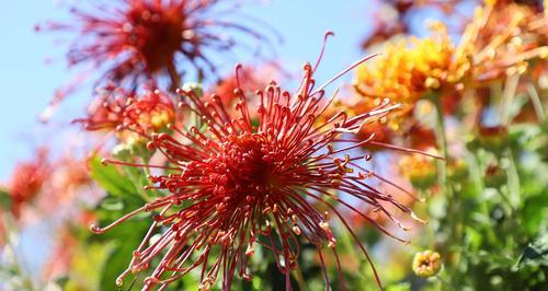 白菊花的花语与寓意（揭开白菊花的心声）