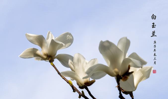 白兰花的美丽寓意（探寻白兰花的象征意义与文化内涵）