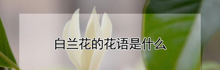 白兰花的花语（探秘白兰花背后的花语及象征意义）