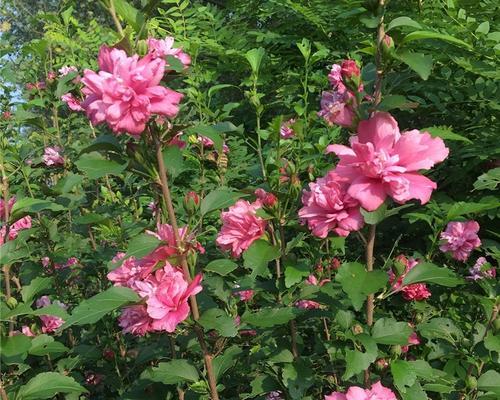 院子里种木槿树的正确方法（打造枝繁叶茂的院子生态环境）