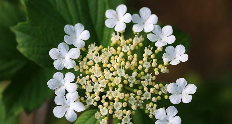 白琼花（白琼花的花语及文化内涵）