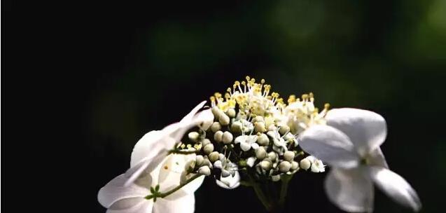 白琼花（白琼花的花语及文化内涵）