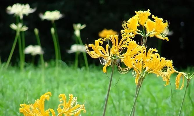 白色彼岸花的花语——坚强与希望（探寻白色彼岸花的花语及其象征意义）