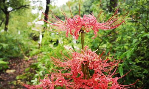 白色彼岸花的花语（白色彼岸花花语的深层含义和生命力）