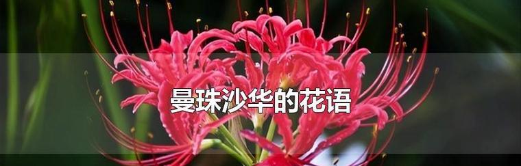 白色彼岸花的花语（白色彼岸花花语的深层含义和生命力）