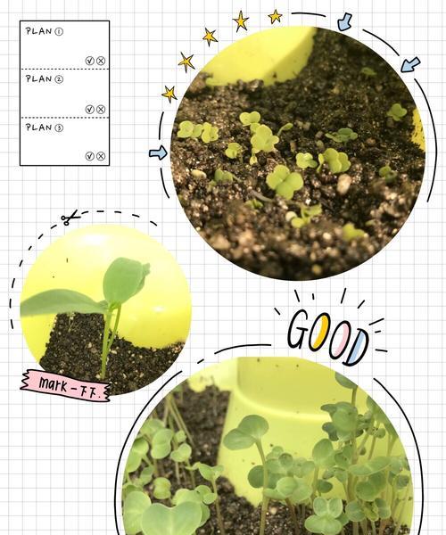 奶酪叶插的发芽时间及注意事项（掌握插枝技巧）
