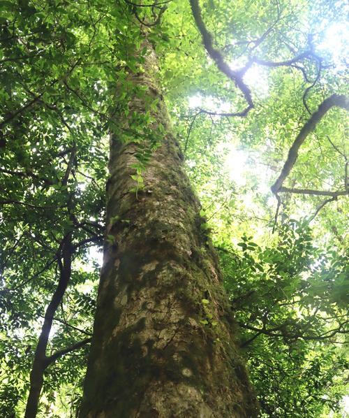 耐旱贫瘠树种的探讨（从植被保护到经济效益）