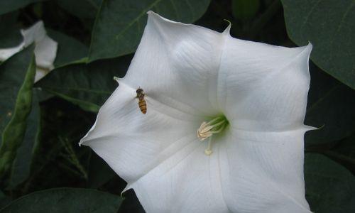 白色曼陀罗花的神秘花语（揭开白色曼陀罗花背后的秘密）