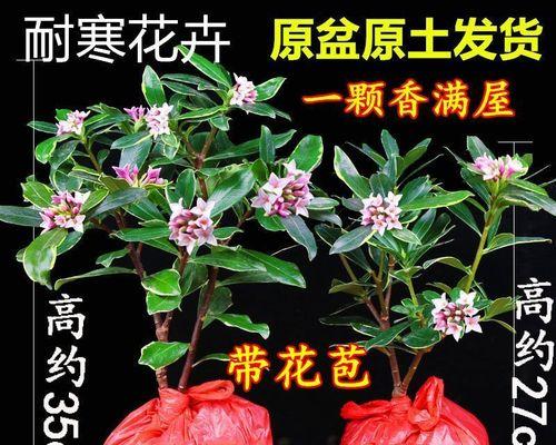 耐寒喜阴花卉品种推荐（选择适合室外种植的花卉）