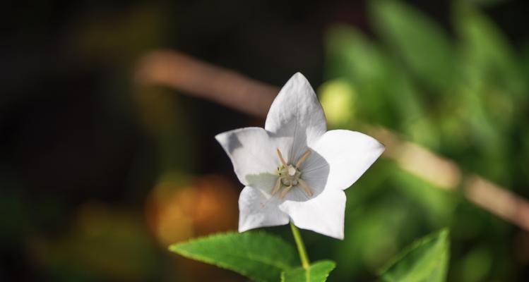 白色洋桔梗的花语——纯洁与祝福（以花语为纽带）