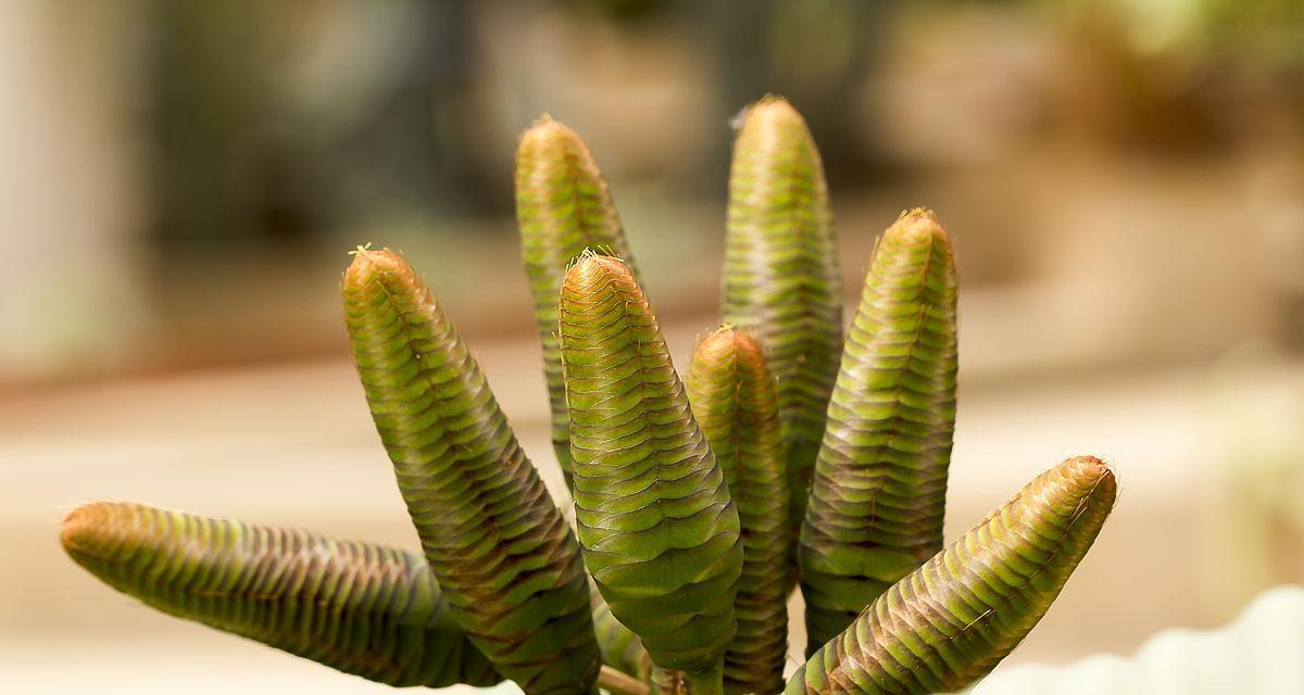 耐旱植物的分类和应用（探究干旱地区的生态适应和绿化建设）