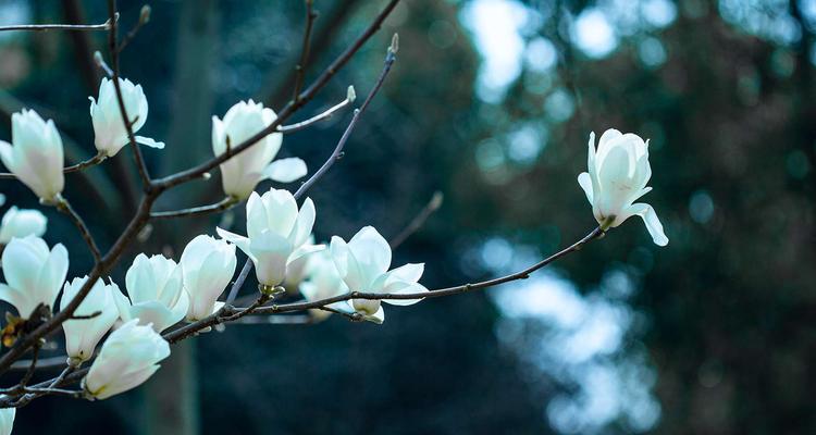 白玉兰花语的深意（探寻白玉兰的花语与文化内涵）