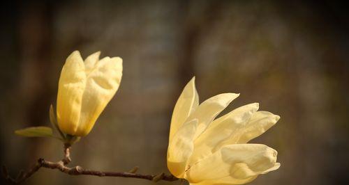 白玉兰花（揭示白玉兰花的花语与文化内涵）