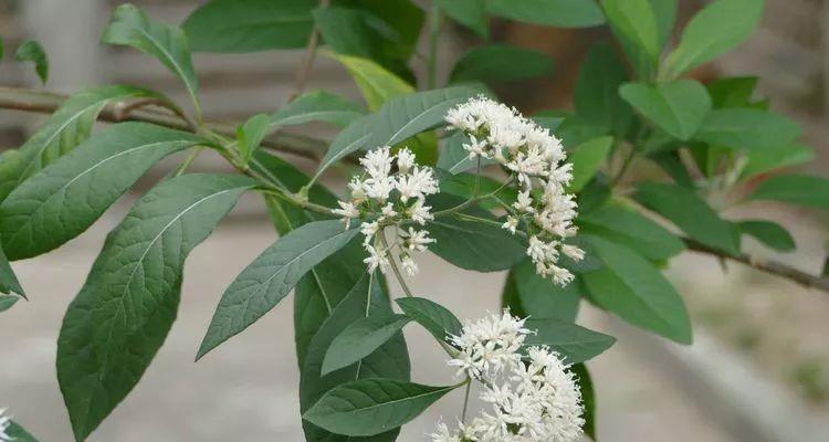 南非菊修剪法（善待您的南非菊植物）