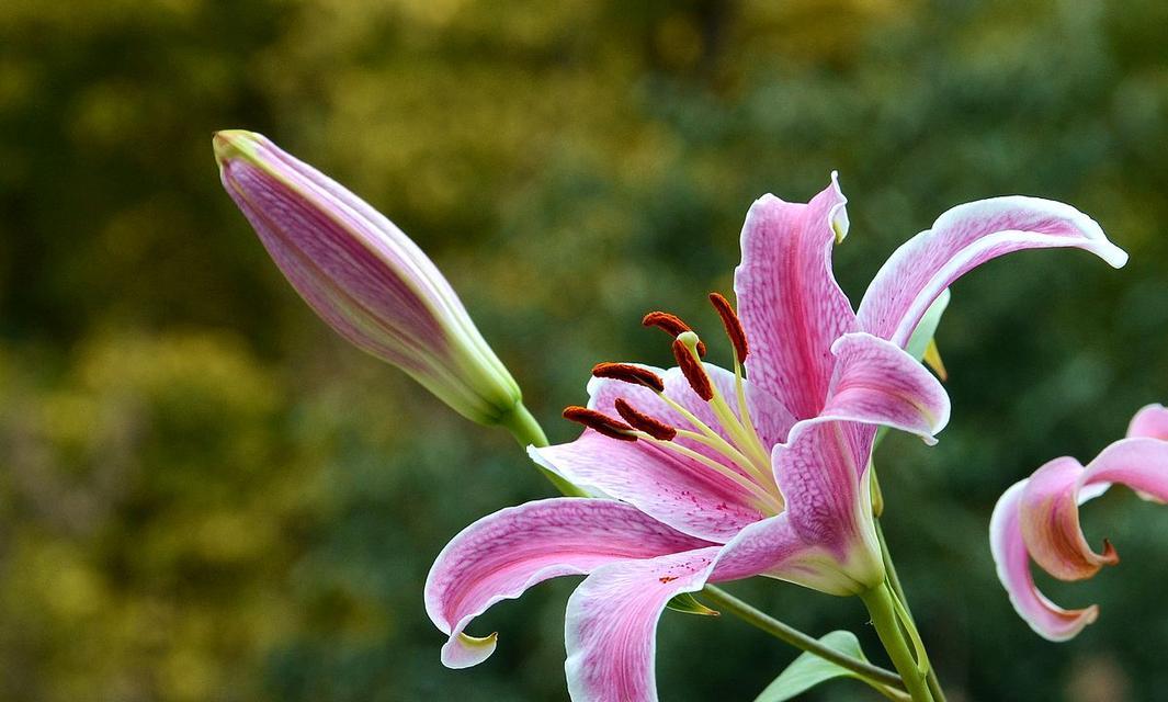 复瓣百合花语（传递爱意与美好祝福的花朵）