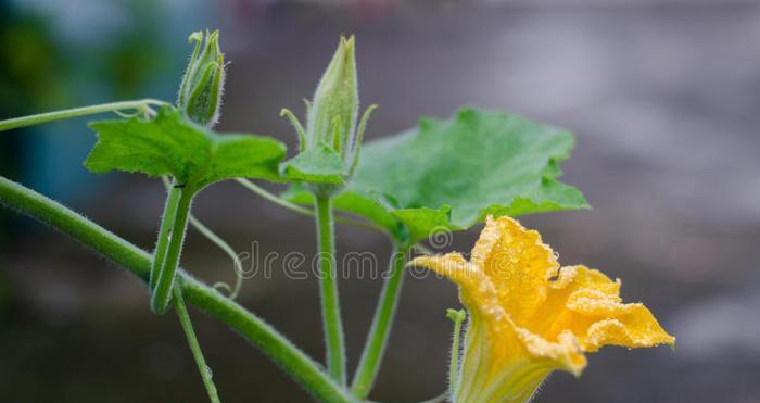 南瓜花的奇妙之处（探究南瓜花的完全花性质及其用途）