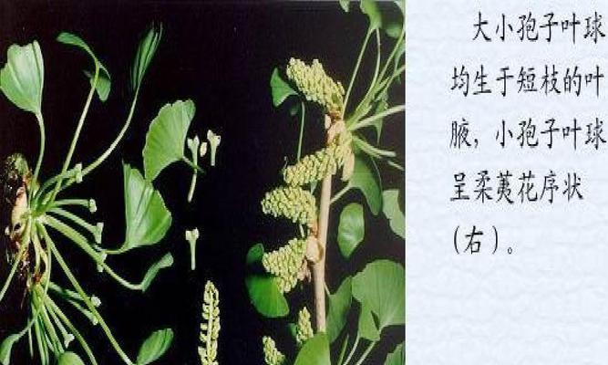 南瓜不是裸子植物——揭秘南瓜的植物类型