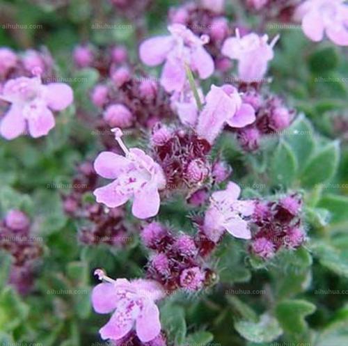 百里香的花语与意义（探寻百里香花的隽永寓意）