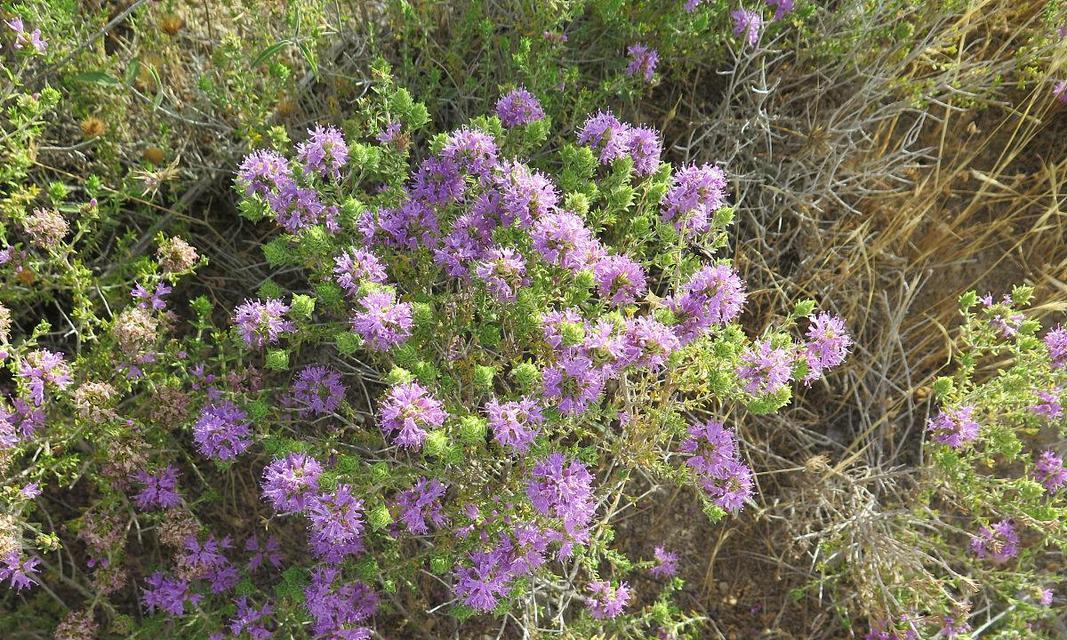 百里香花语（百里香）