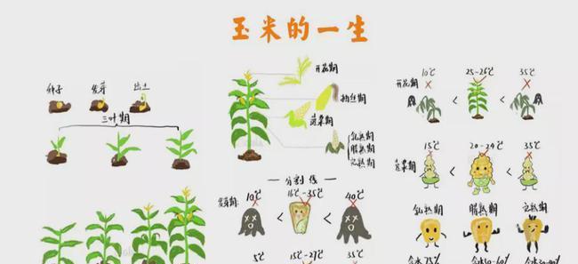 南瓜摘心打顶全攻略（南瓜种植技巧）