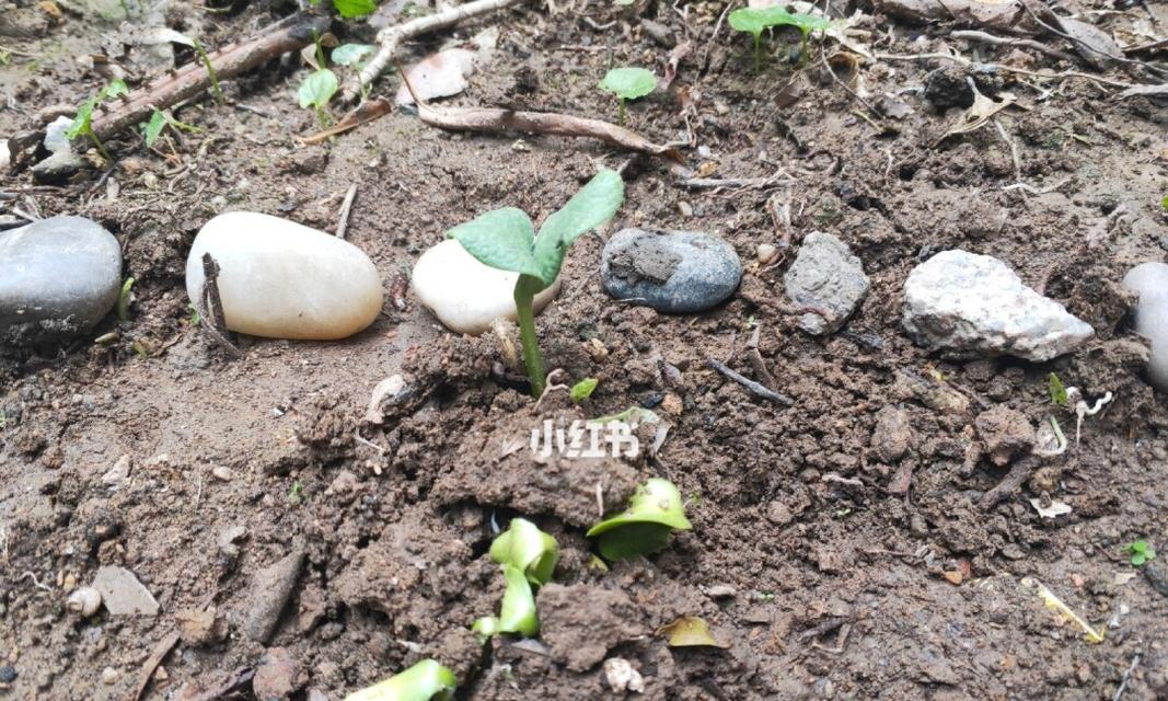 南瓜种子发芽时间及注意事项（探究南瓜种子发芽的影响因素和关键技巧）