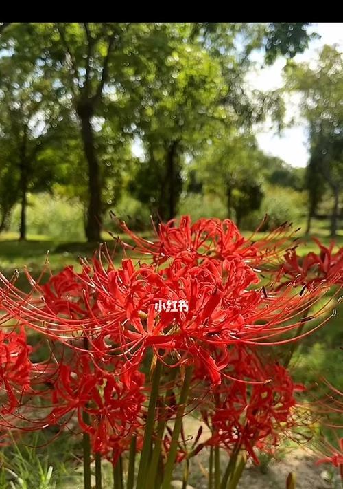 彼岸花（彼岸花的花语与文化传承）