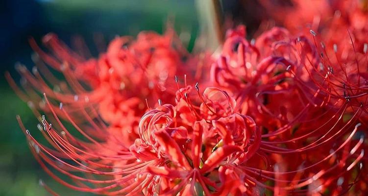 彼岸花（探索彼岸花的花语与象征意义）