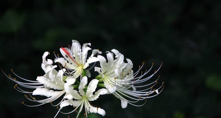 彼岸花（探寻彼岸花的神秘与哲学）