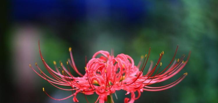 彼岸花的象征意义及神秘魅力（探索彼岸花的传说与美丽）