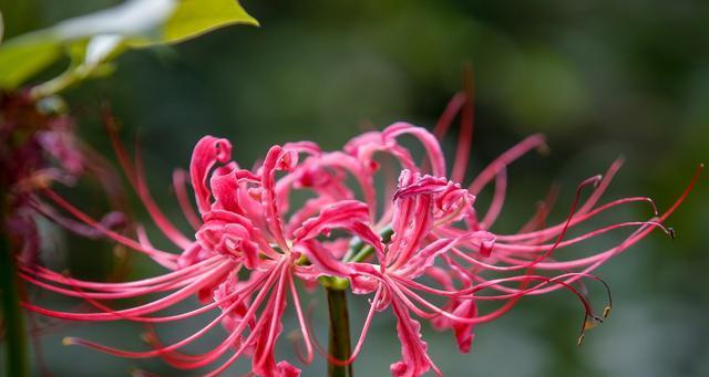 彼岸花的象征意义及神秘魅力（探索彼岸花的传说与美丽）