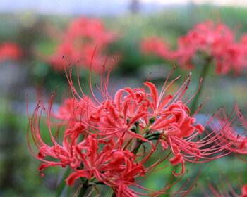 彼岸花花语大全（神秘而迷人的彼岸花）