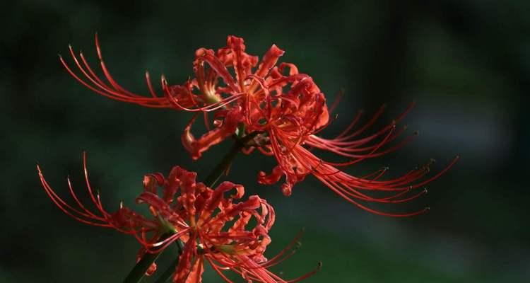 彼岸花花语（用彼岸花花语诠释生活的坎坷与美好）