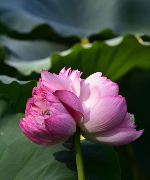 并蒂莲花（以花语探寻并蒂莲花的深意）