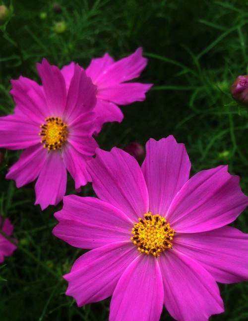 以波斯菊的花语波斯菊的传说（花开寓意新生）