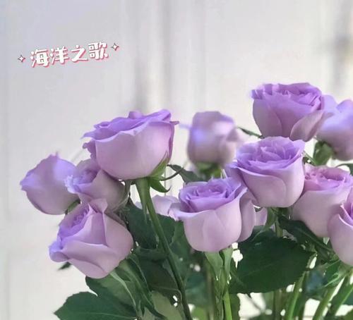 彩色玫瑰花语与情感传递（绽放于爱情世界的魅力花朵）