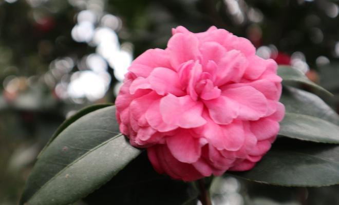 山茶花的花语与寓意（探寻山茶花的美丽与深意）