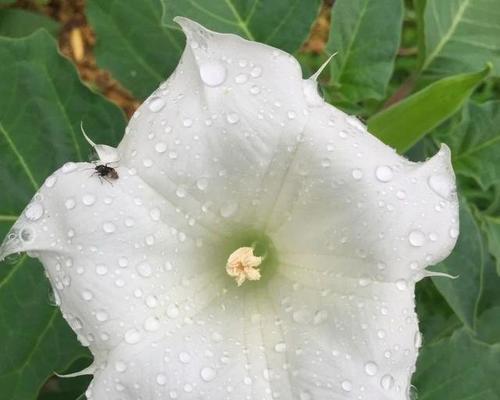 曼陀罗花语——茶色与黄色的美丽意涵（用花语揭示曼陀罗的神秘之美）