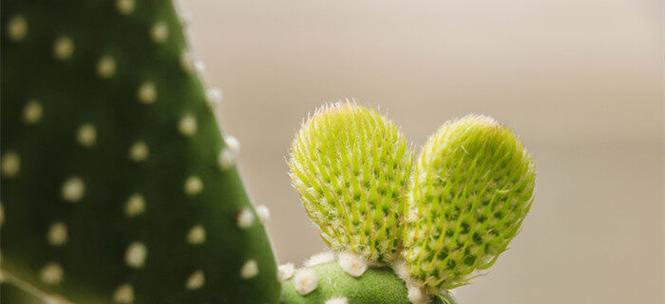 仙人掌的花语与寓意（探寻仙人掌背后的含义）