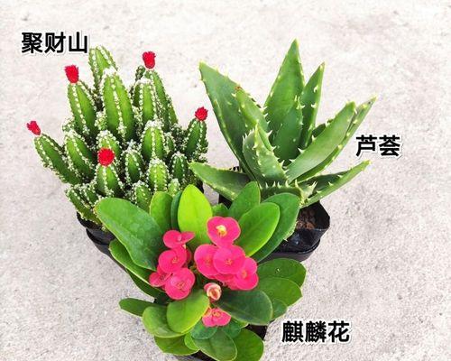 探秘仙人掌开花之谜（了解仙人掌开花的时间）