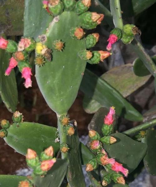 仙人掌开花后的处理方法（从种植到维护）