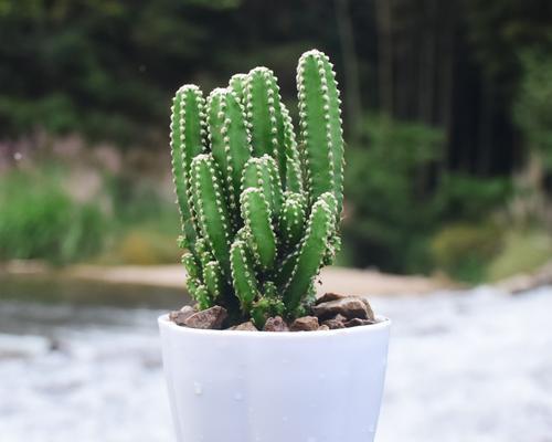 探秘仙人掌，神奇多肉植物的奥秘（从起源到生长）