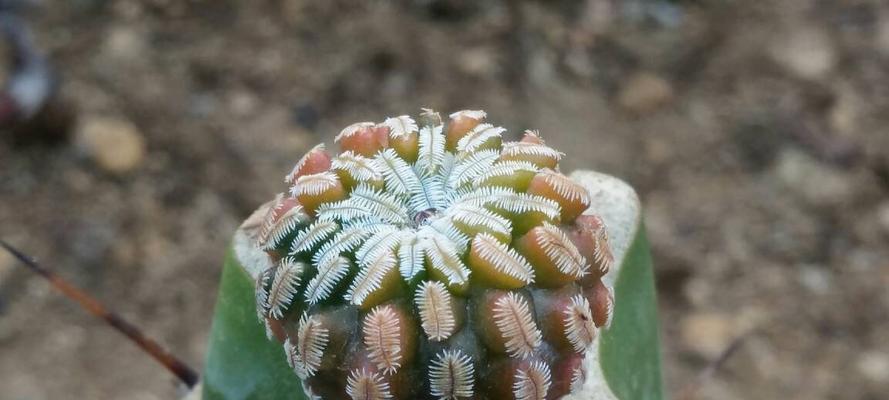 仙人掌——神奇的多肉植物（探究仙人掌的特殊性质及其种子植物身份）