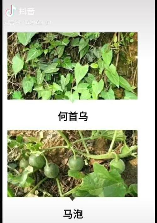 仙人指为什么不开花（探究仙人指不开花的原因及其解决方法）