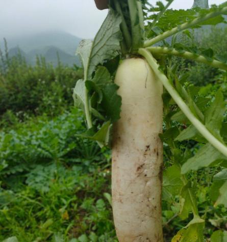 如何正确保存鲜山药（鲜山药的妙用与保存技巧）