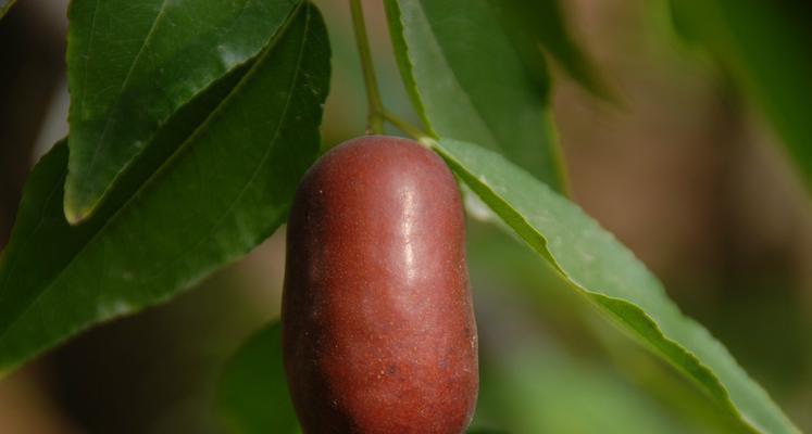 冷冻鲜枣的正确方法（鲜枣怎么样才能长时间保存）