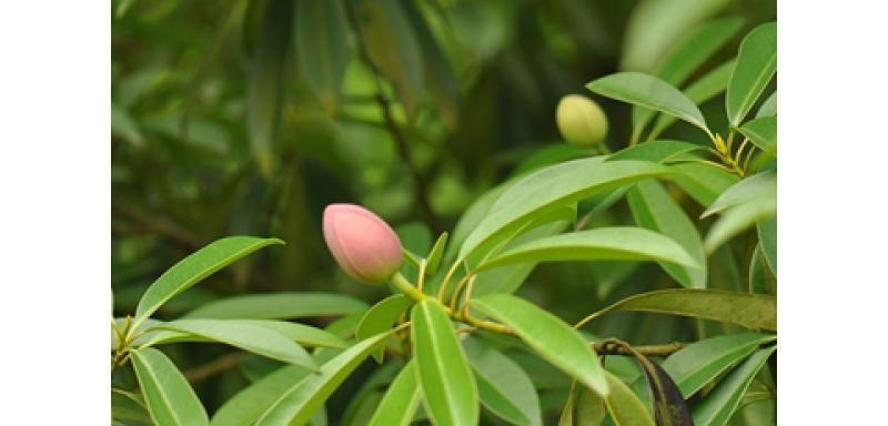 相思树：香喷喷的花香，传递爱的信息