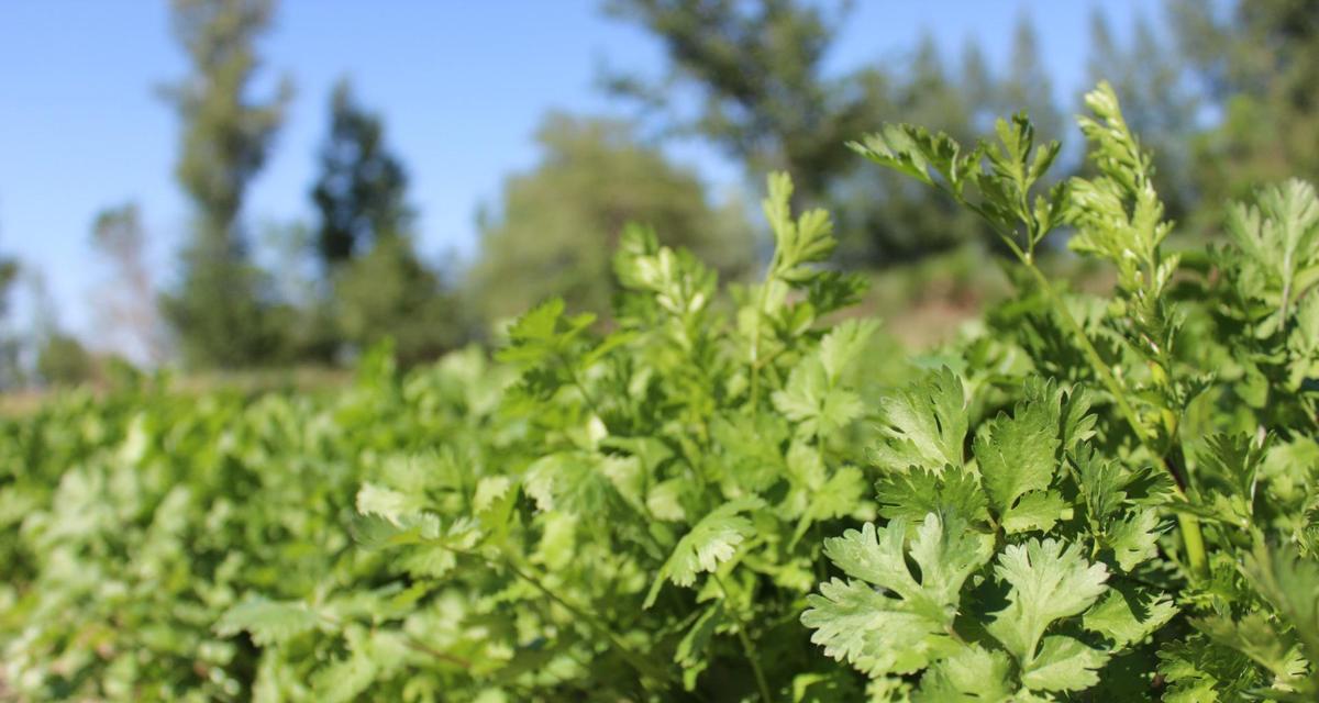 春季种植香菜，新鲜味道尽在家中（如何在春季种植香菜）