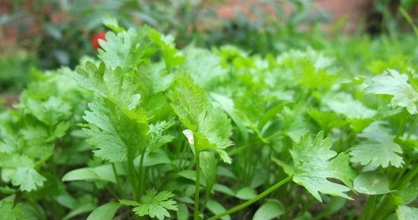 香菜的生长过程——从种子到收获（探寻香菜生长的秘密）