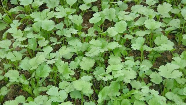 从种子到摘菜（关于香菜的种植方法）